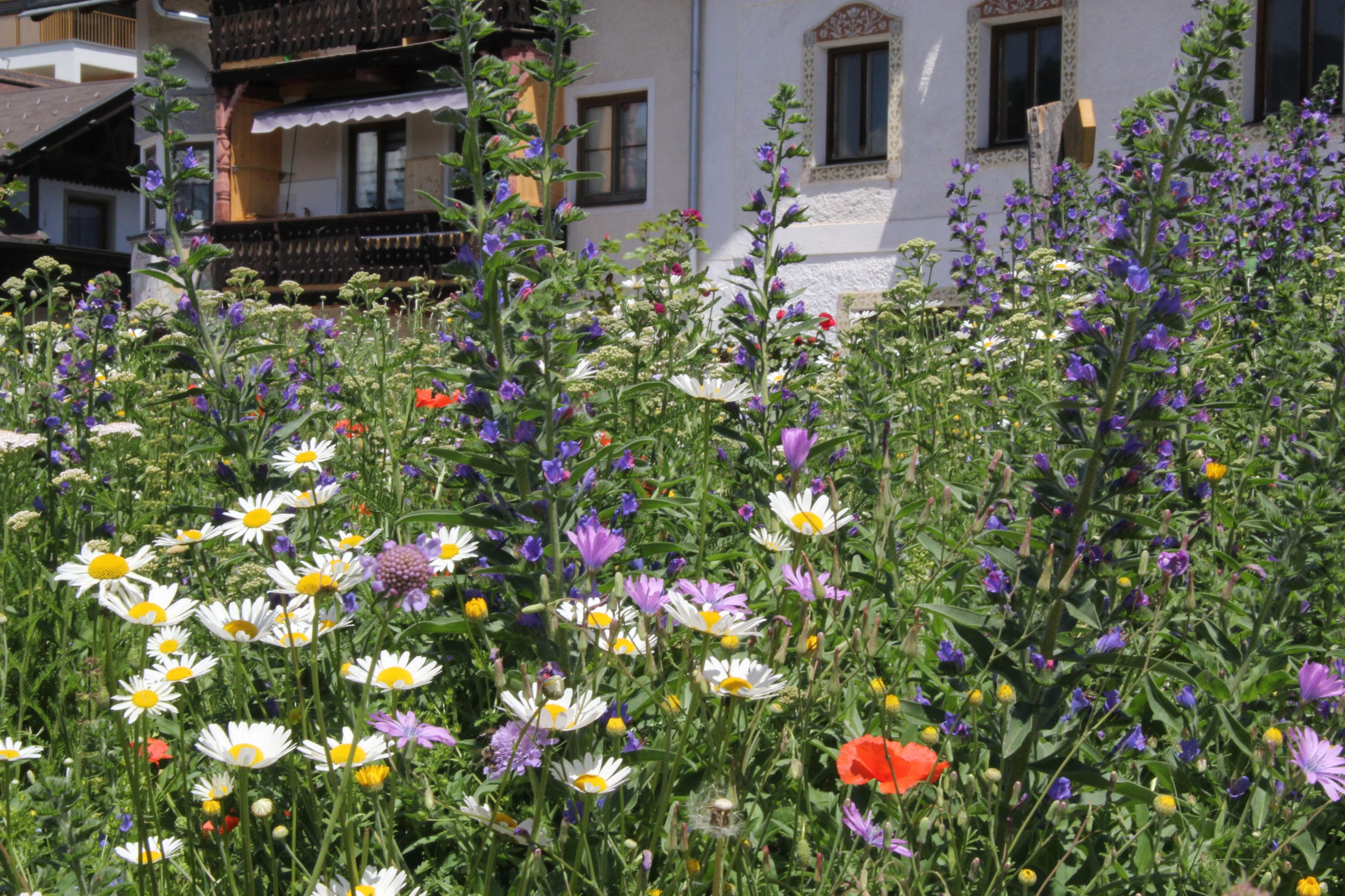 Eine Blumenwiese für jeden Garten | Bad Häring/Tirol