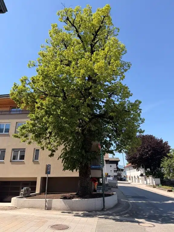 Kaiserjubiläumslinde bleibt erhalten